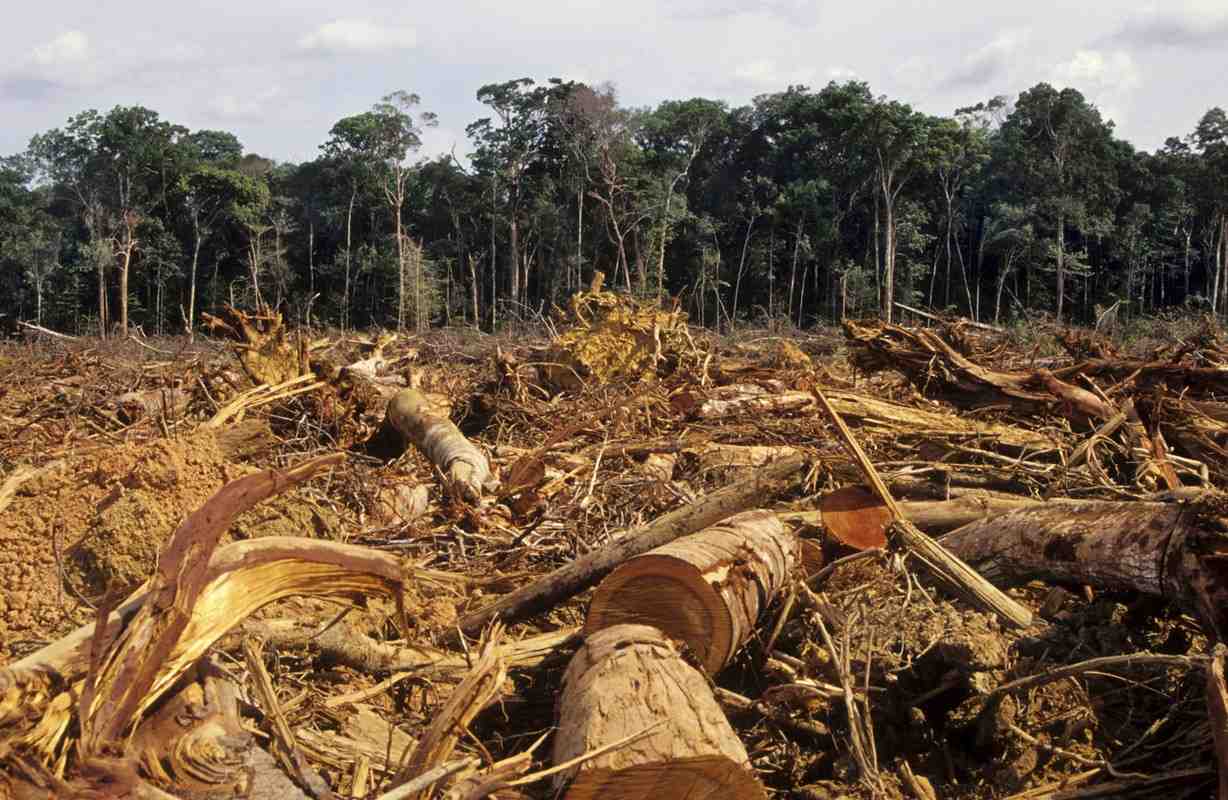 deforestazione-amazzonia.jpg